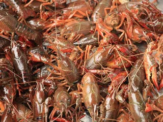 The Shrimpman