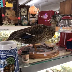 Taxidermy duck :o