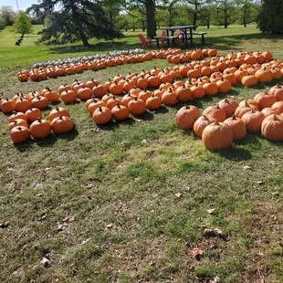 Pumpkins q