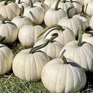 White Pumpkins
