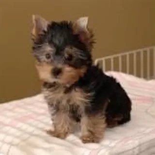 Ella M.