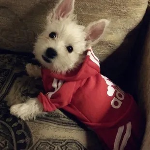 Spencer, my Westie Rescue., before grooming.