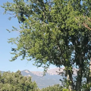 a cow grazing under a tree