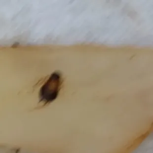 A pix of the roach on the cooked cabbage  purchased in Brooklyn  HRA downtown Brooklyn