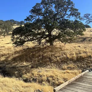 Found a little stream...and glorious oak trees!