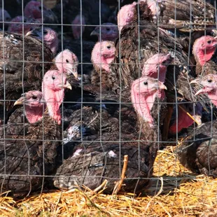 a flock of turkeys in a cage