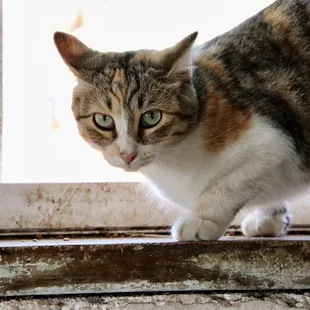 a cat standing on a window sill