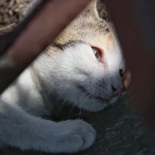 a close up of a cat's face