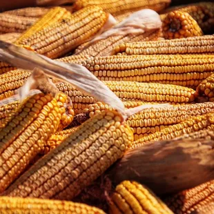 a large pile of corn