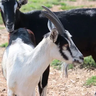 two goats in a field