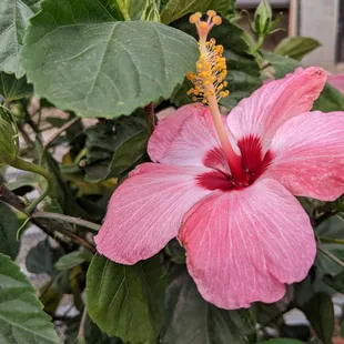 a pink hibise flower