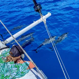 Swimming with dolphins