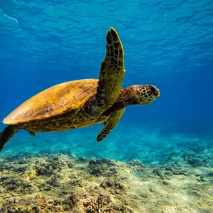 Snorkel with turtles on Pau Hana