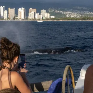 Whale watching on Pau Hana.