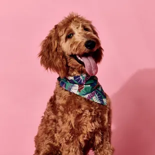 Turn your pet's cutest moments into lasting memories with expert photography tailored just for them!