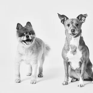 Get beautiful, high-quality photos of your pet that will make your heart melt every time you look at them.