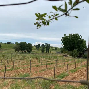 a view of a vineyard