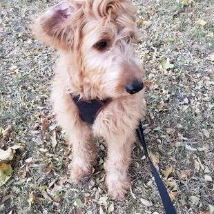 My puppy enjoying his walk