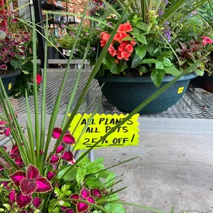 Potted plants and flowers on sale
