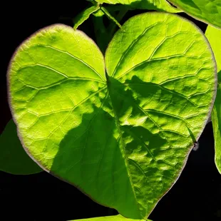 a heart shaped leaf