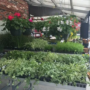 Fresh flowers to Spruce up the outdoors