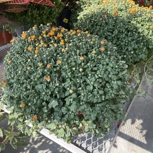 a cart full of flowers