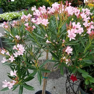 Oleander!