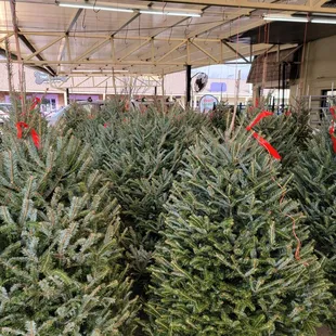 christmas trees for sale