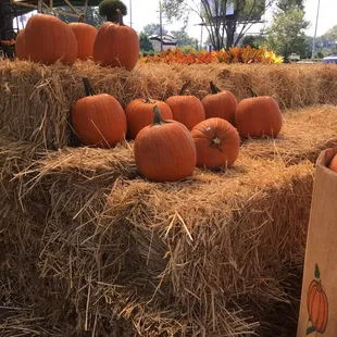 Fall pumpkins
