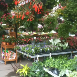 The garden center at Paul's