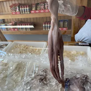 Fresh octopus and scallops