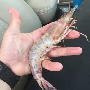 Fresh shrimp