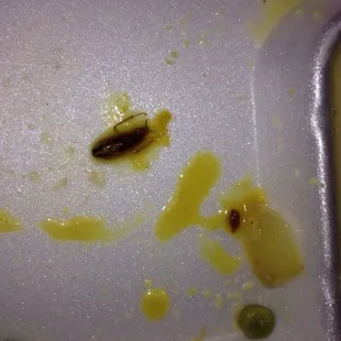Found Cockroach in my sambhar.. I was shocked!!!And the waiter did not accept his fault at all. Kept arguing that It's normal!!