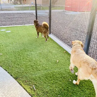 Puppers playing
