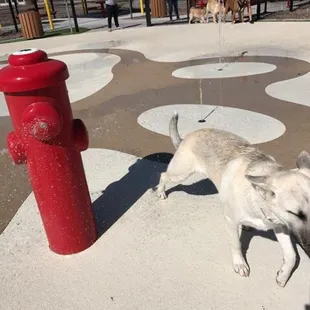 The fire hydrant sprays water in different directions. When the water stops- press the top to start it up again.