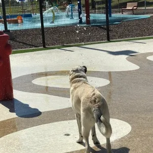 Kids park in the background.