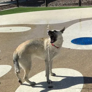 Jax enjoying the water!