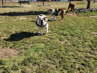 Pebble Hills Dog Park