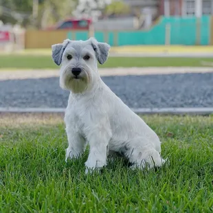 Lily&apos;s Haircut
