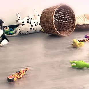 Auggie feels totally at home here