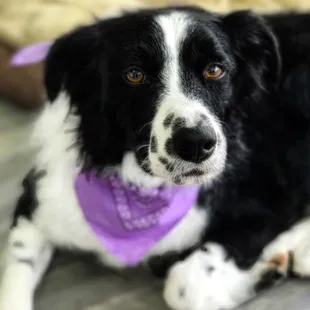 Aengus, rescued border collie, after his grooming. Thank you so much for taking care of our special boy!