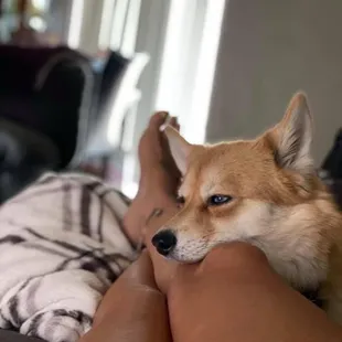 My Koda is not easy to groom. They are so patient and amazing. I won't take her anywhere else! They are amazing! Best couple ever!