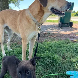 Sitting outside the park on leashes bc of the membership