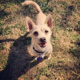 Stuart having a blast at the Paw park!