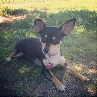 Sophie loves the Paw Park!