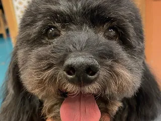 Peaceful Paws Pet Spa