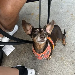 Pup enjoying the patio