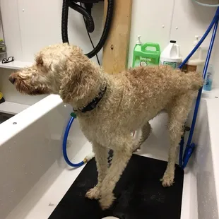 Harlow getting washed up for his trip.