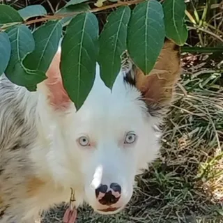 Auntpittypats M.