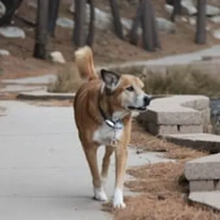 Nikky - Hiking in Mount Lemmon